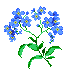 Forget-Me-Nots are the state flower of Alaska